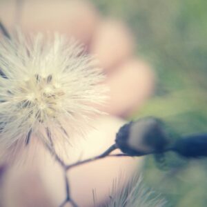 mano sosteniendo un diente de león en luz suave