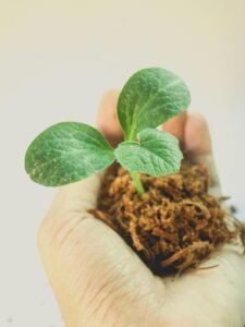 plantita creciendo en una mano, metáfora de crecimiento personal